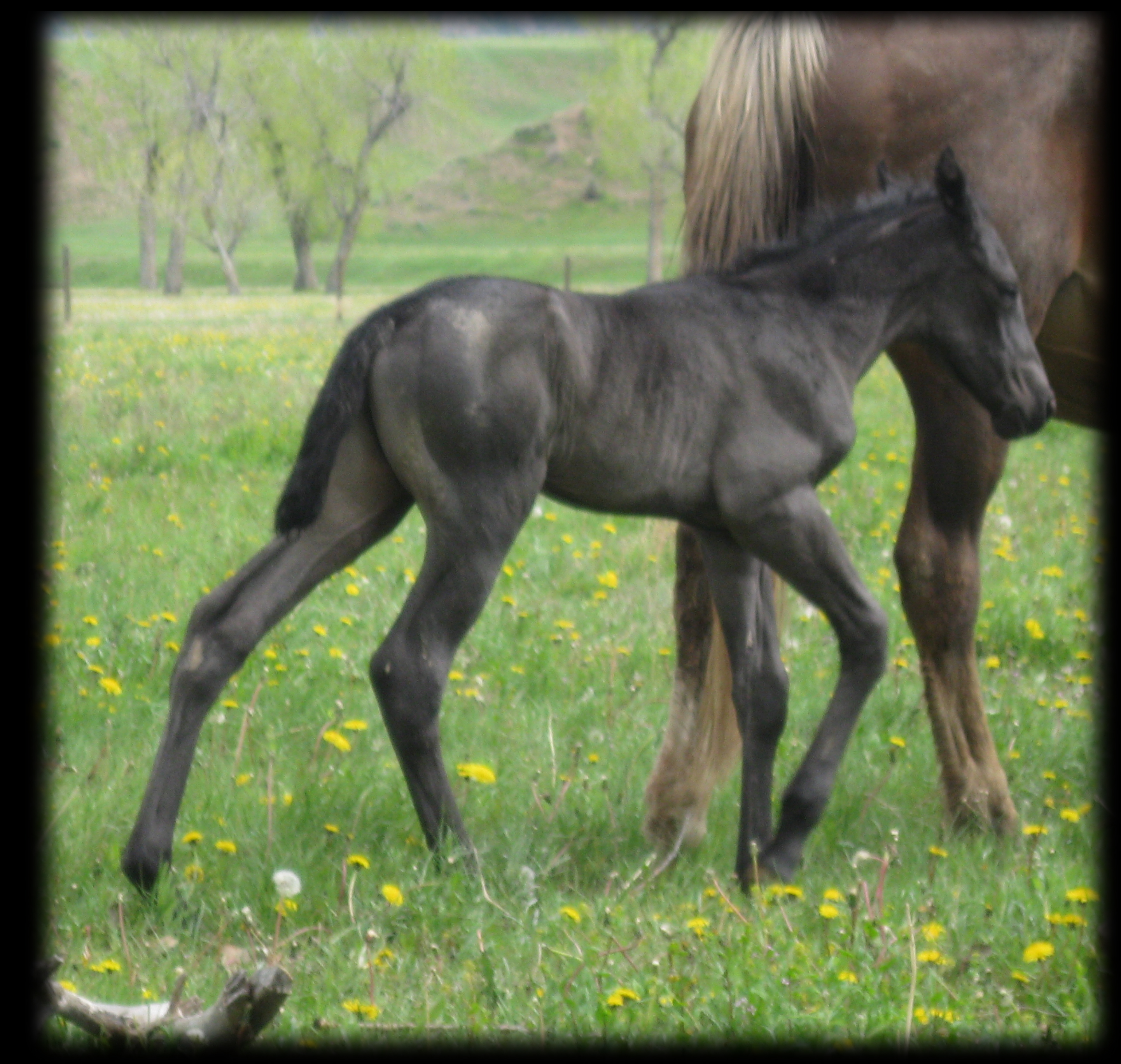 Blue Roan Filly, Mr Roan Hancock, Blue Valentine and Bar U Champ Binder.